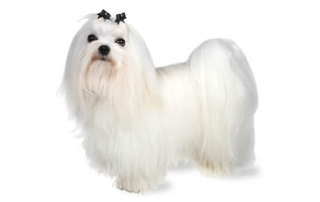 Cool Maltese - Dog Breed