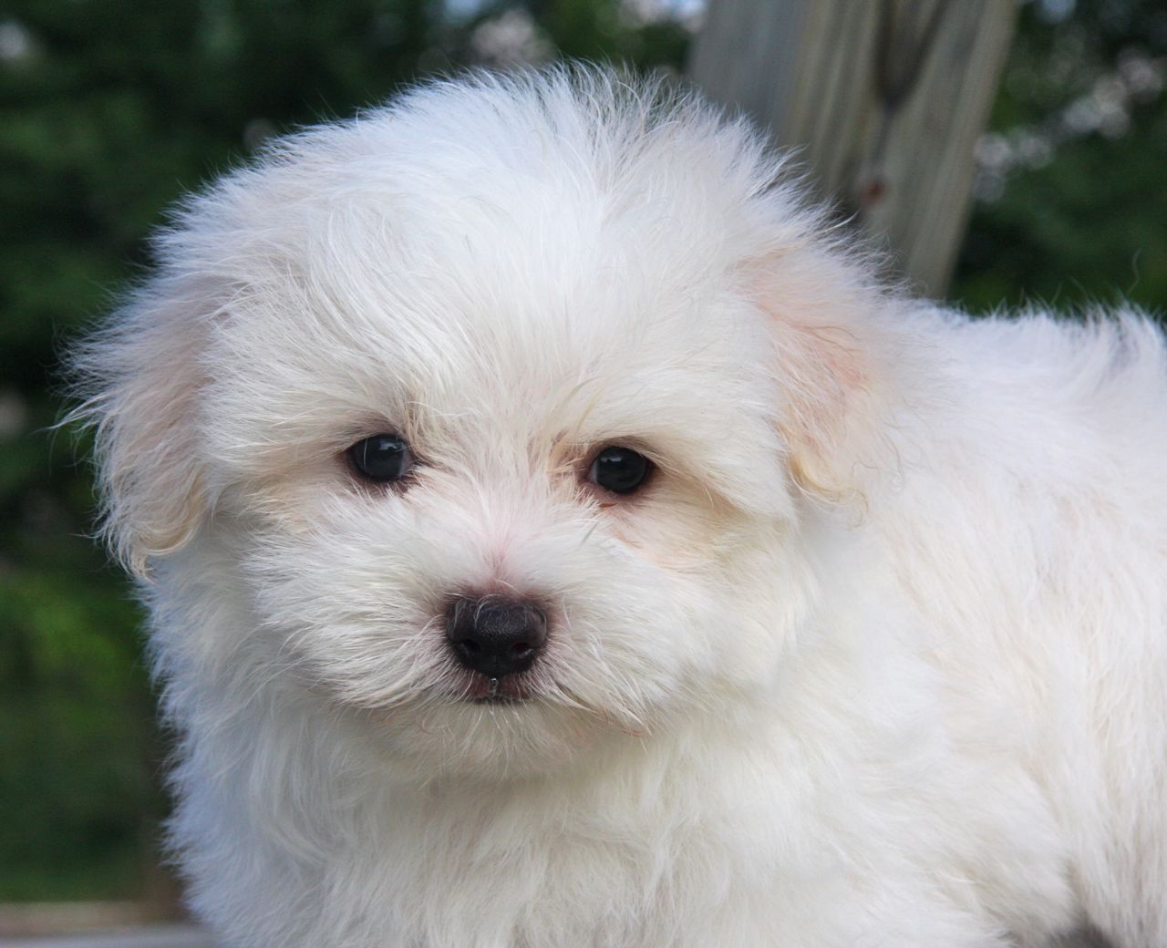 Wallpaper Maltese - Dog Breed