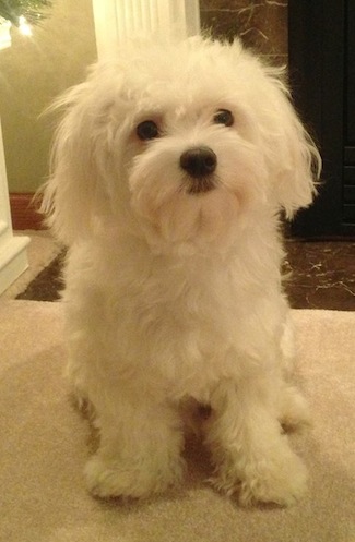 Maltese - Dog Breed wallpaper