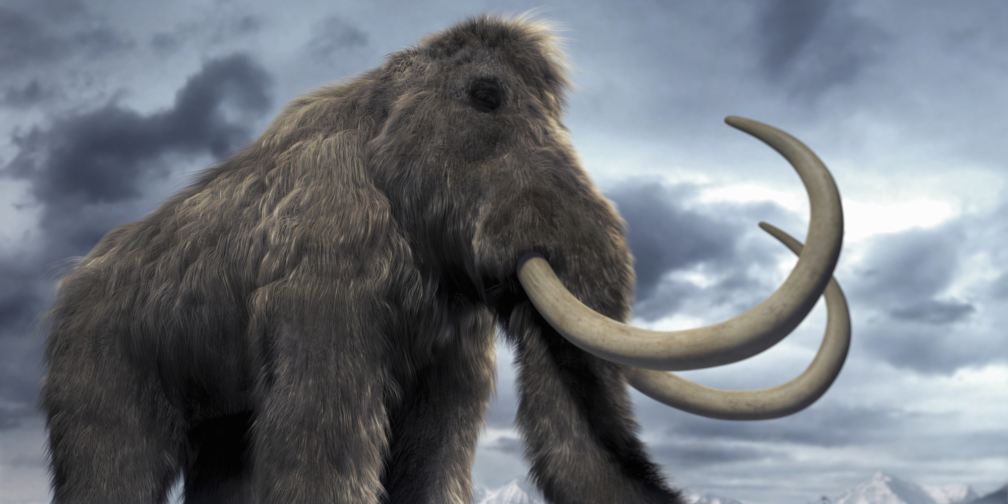 Pretty Mammoth