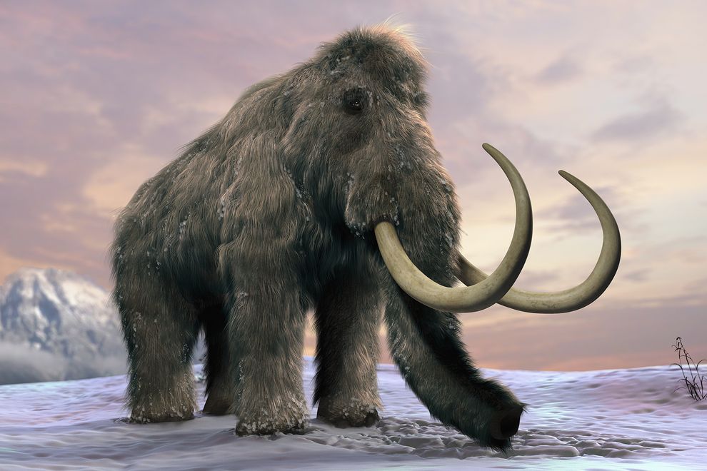 Cute Mammoth