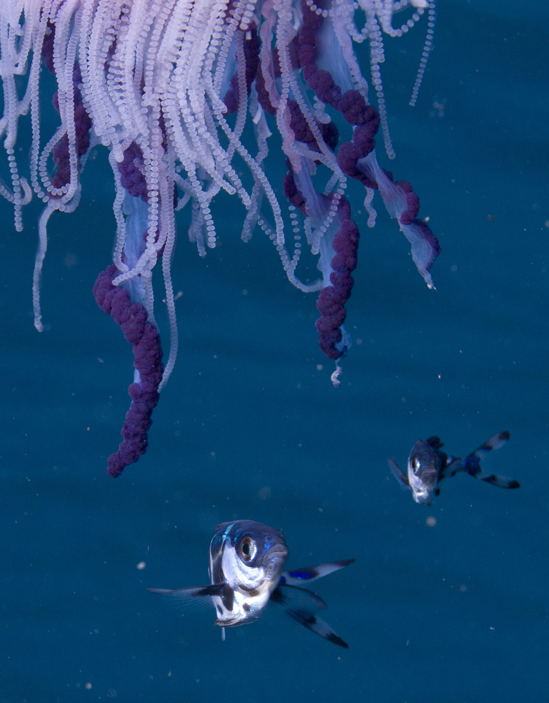 Man-of-war fish