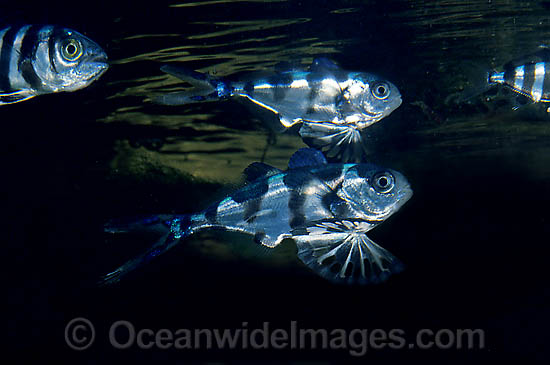 Pretty Man-of-war fish