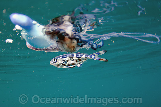 Pretty Man-of-war fish
