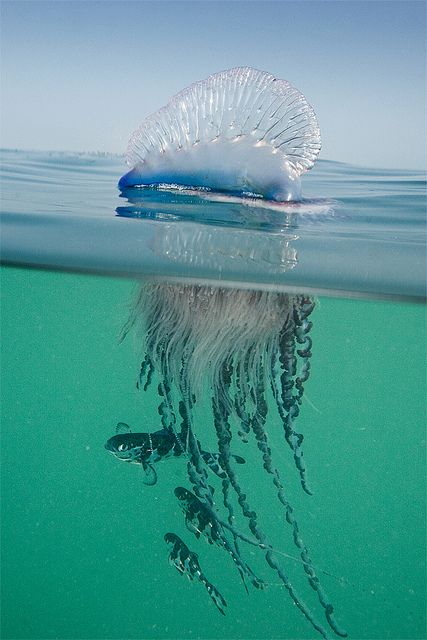 Pretty Man-of-war fish