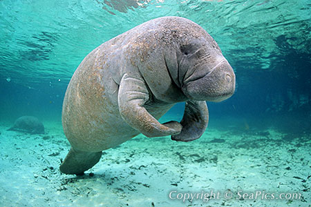 Manatee