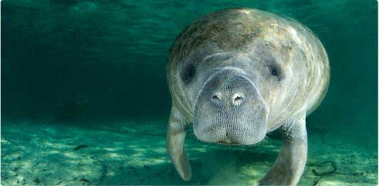 Nice Manatee