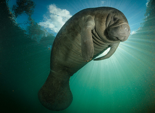 Cool Manatee