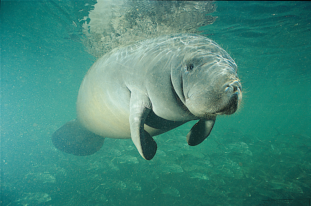 Wallpaper Manatee