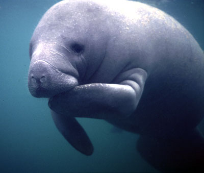 Photo Manatee