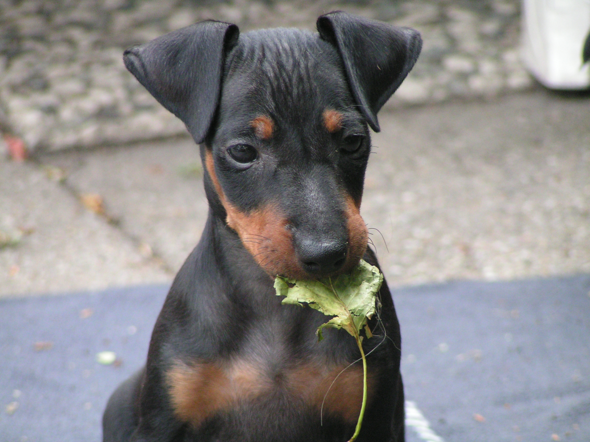 Manchester Terrier - Dog Breed