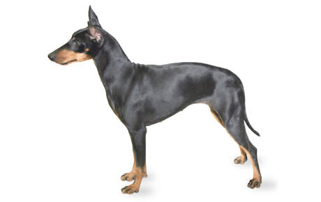 Wallpaper Manchester Terrier - Dog Breed