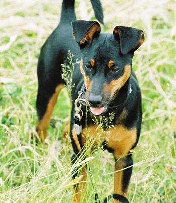Manchester Terrier - Dog Breed wallpaper