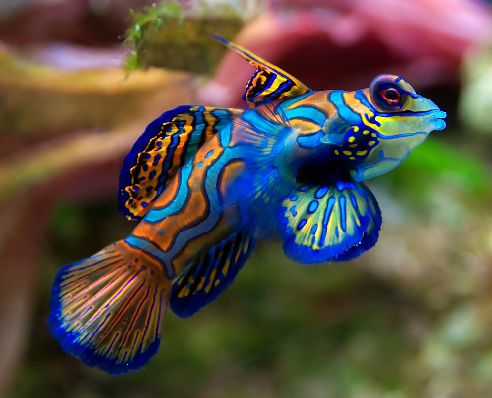 Pretty Mandarinfish