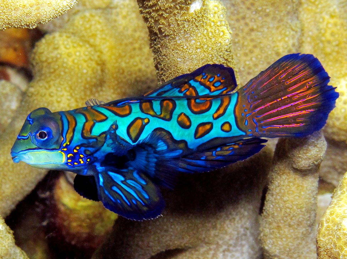 Pretty Mandarinfish