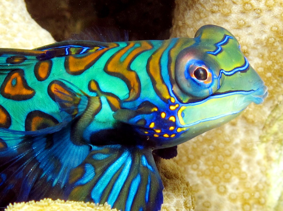Pretty Mandarinfish