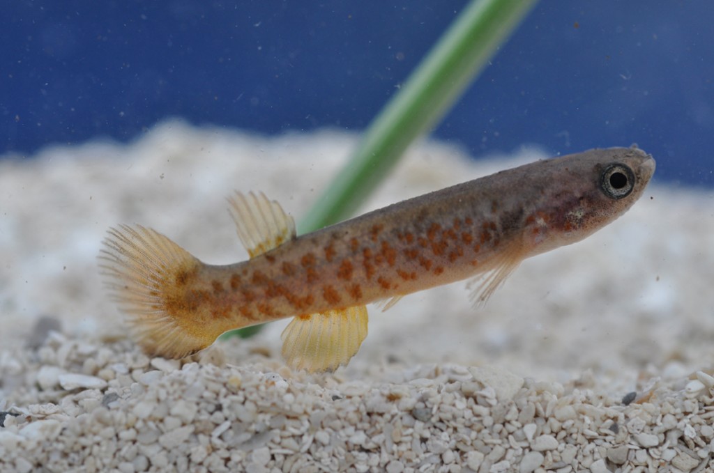 Mangrove rivulus