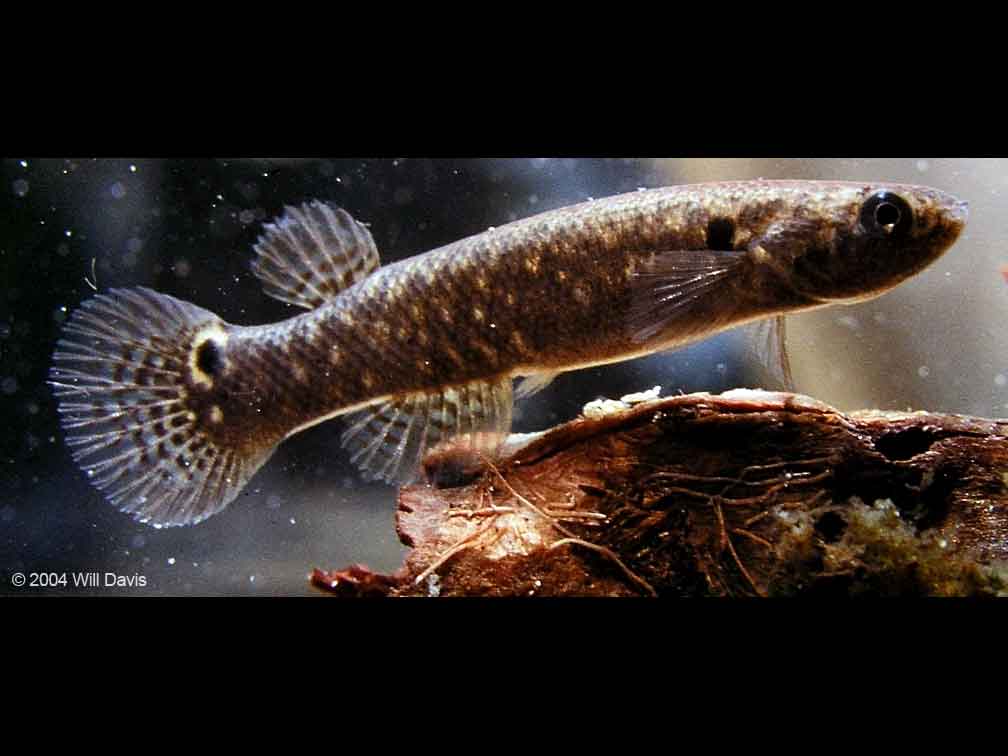 Pretty Mangrove rivulus