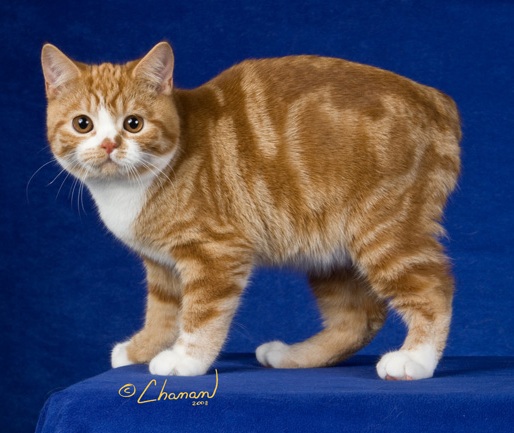 Nice Manx Cat - Cat Breed