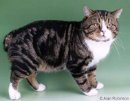 Pretty Manx Cat - Cat Breed