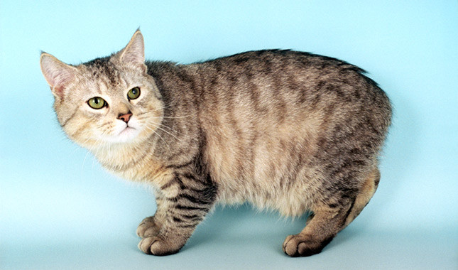Cute Manx Cat - Cat Breed