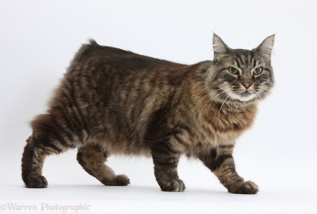 Wallpaper Manx Cat - Cat Breed