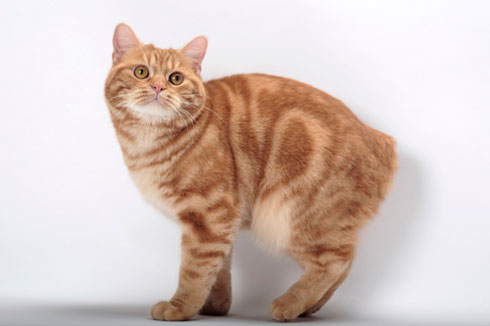Photo Manx Cat - Cat Breed