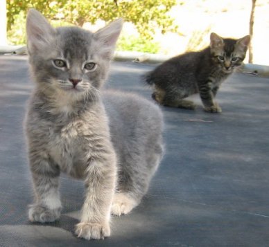 Manx Cat - Cat Breed photo 