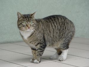 Manx Cat - Cat Breed wallpaper