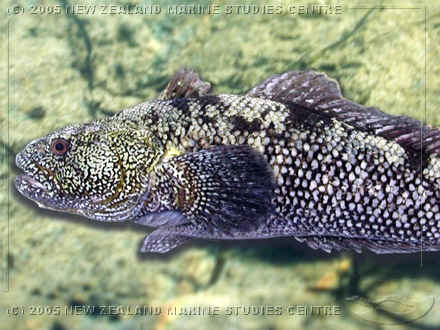 Maori chief fish