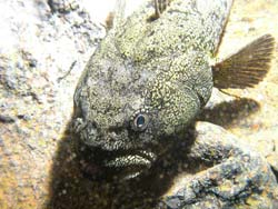 Pretty Maori chief fish