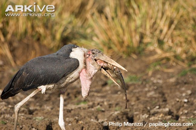 Marabou