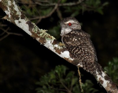 Marbled frogmouth