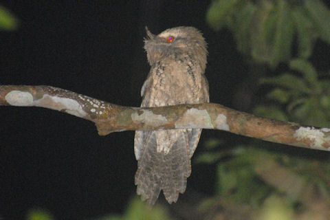 Pretty Marbled frogmouth