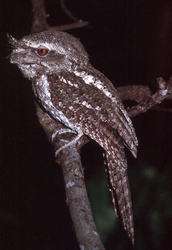 Pretty Marbled frogmouth