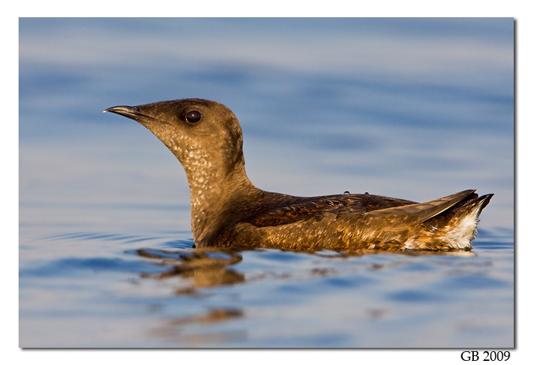 Marbled murrelet