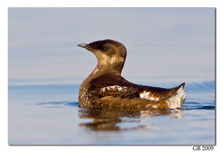 Pretty Marbled murrelet