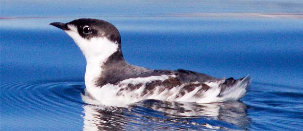Pretty Marbled murrelet