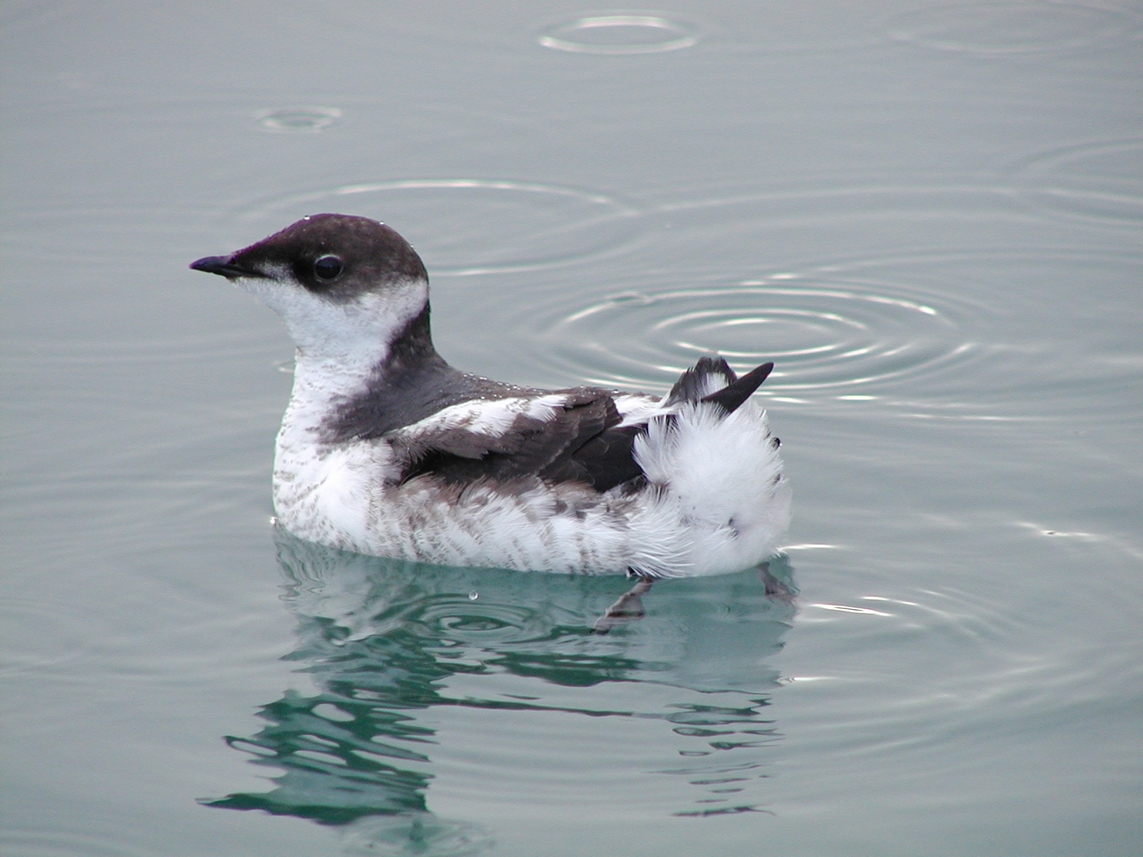 Pretty Marbled murrelet