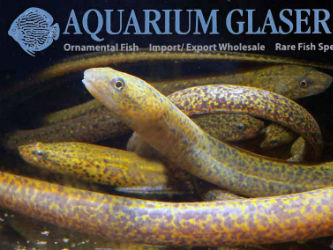 Pretty Marbled swamp eel