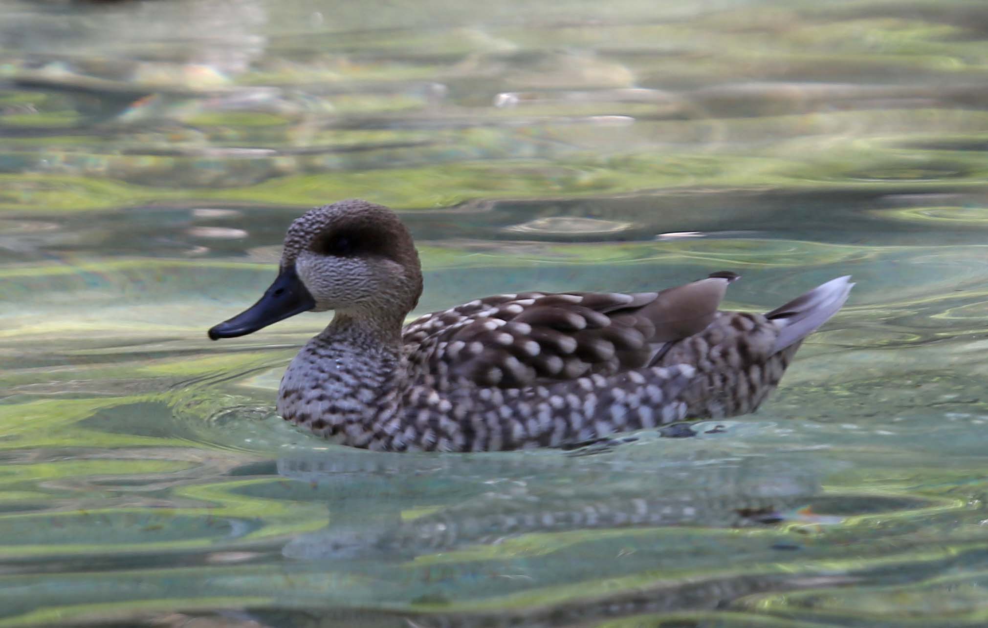 Marbled teal