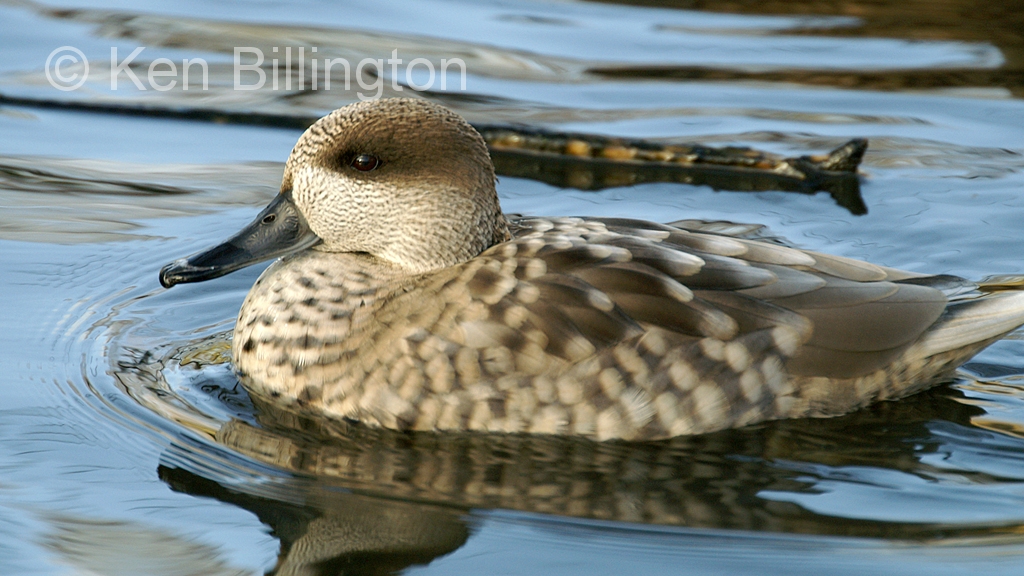 Pretty Marbled teal