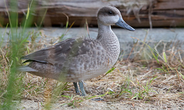 Pretty Marbled teal