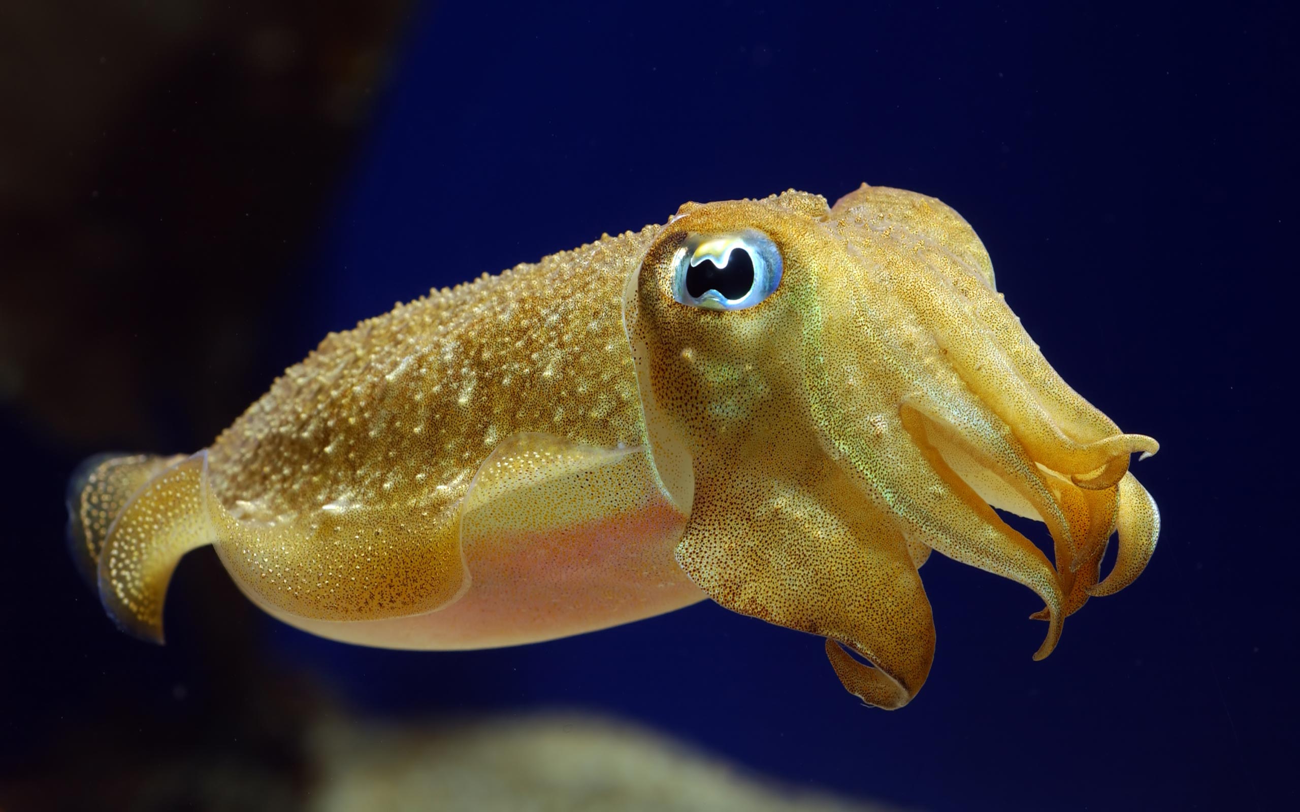 Marine animals- Photo#04