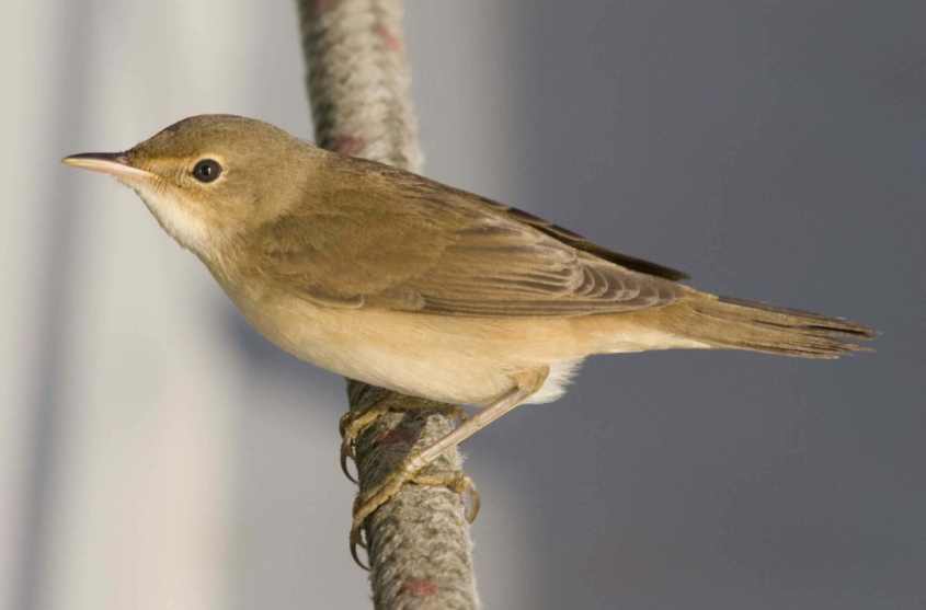 Marsh warbler