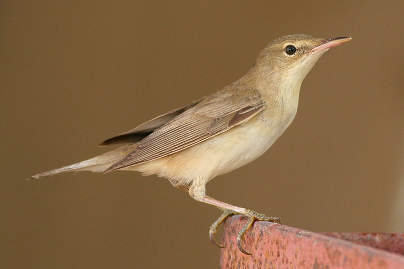 Pretty Marsh warbler