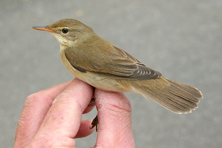 Pretty Marsh warbler