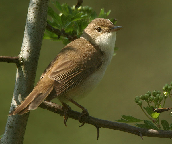 Pretty Marsh warbler