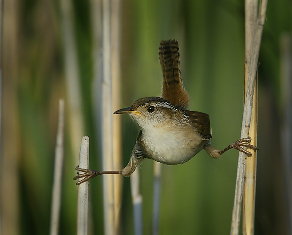 Marsh wren