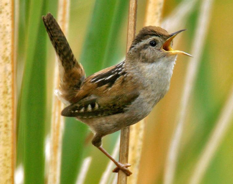 Pretty Marsh wren